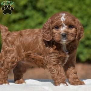 Jess, Cavapoo Puppy